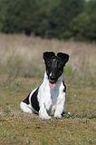 FOX TERRIER POIL LISSE 127